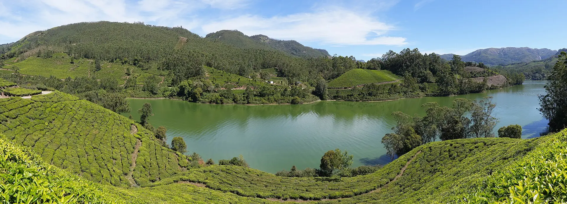Mattupetty reservoir framed by tea plantations in the Kannan Devan hills